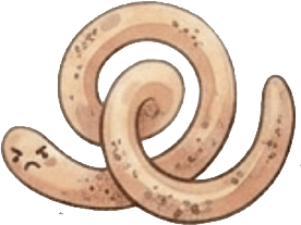Root Nematode