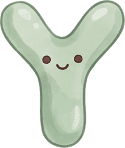 Bifidobacterium