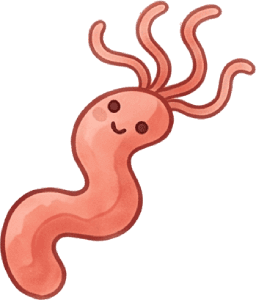 H. pylori