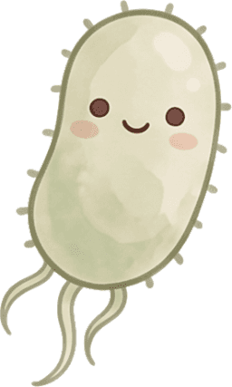 E. coli