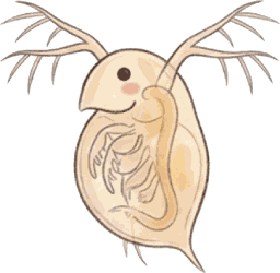 Wasserfloh Daphnia